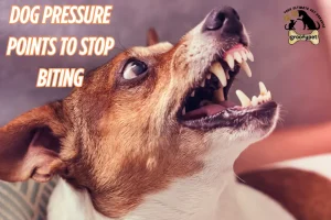 dog pressure points to stop biting