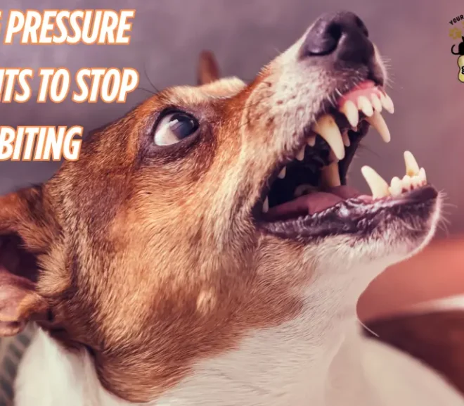 Dog Pressure Points to Stop Biting: A Complete Step-by-Step Safety Guide!