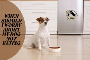 when should i worry about my dog not eating