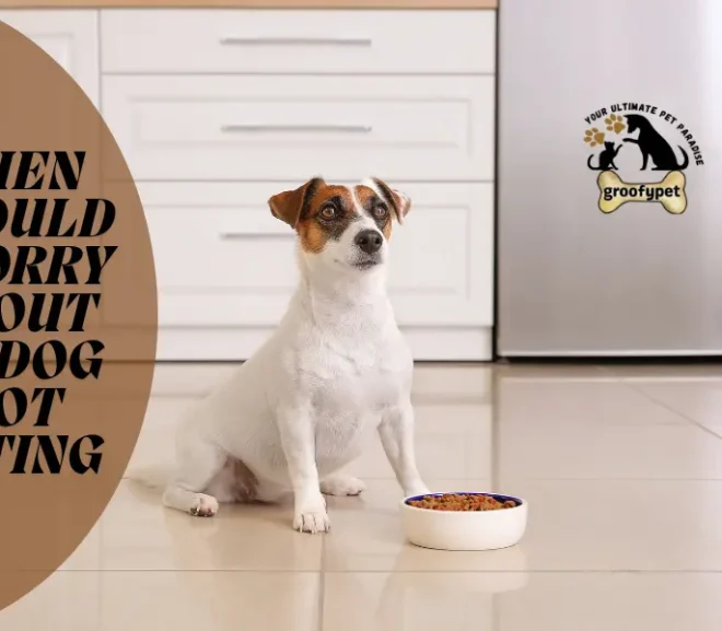 When Should I Worry About My Dog Not Eating?