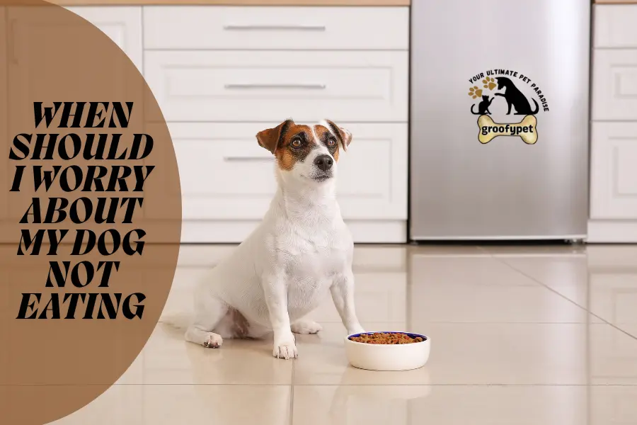 when should i worry about my dog not eating