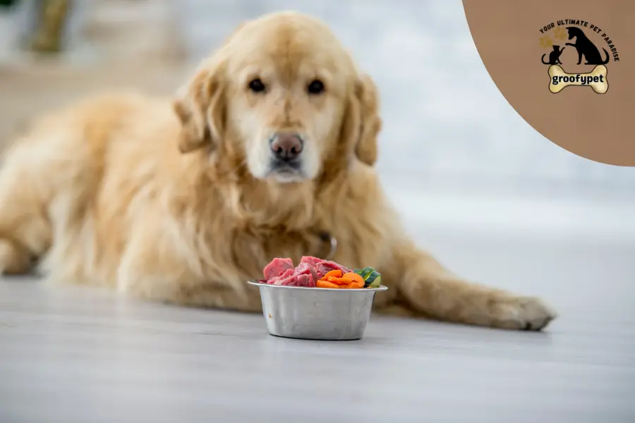 when should i worry about my dog not eating