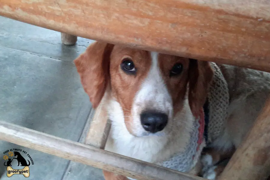 when should i worry about my dog not eating