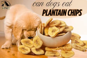 Can Dogs Eat Plantain Chips