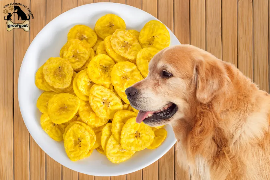can dogs eat plantain chips