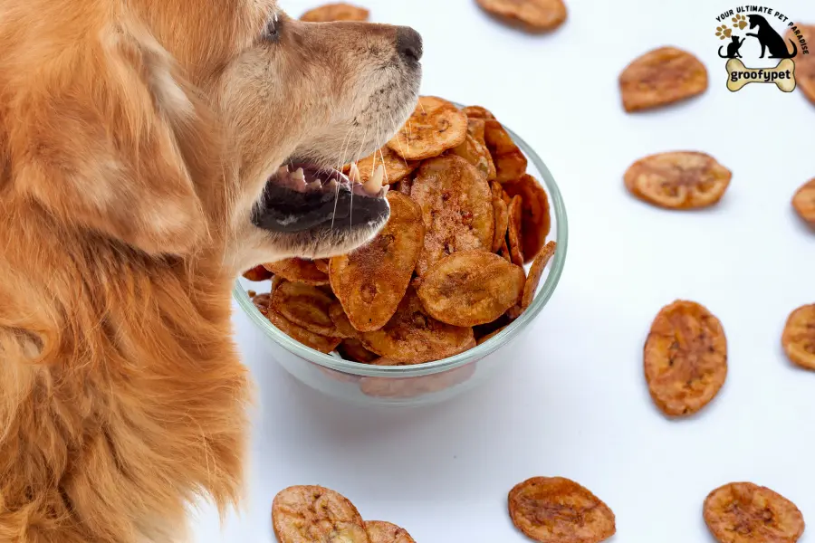 can dogs eat plantain chips