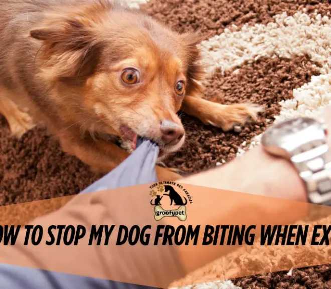 How to Stop My Dog from Biting When Excited? Tips That Work!