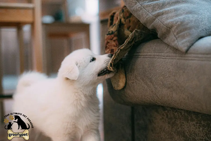 how to stop my dog from biting when excited