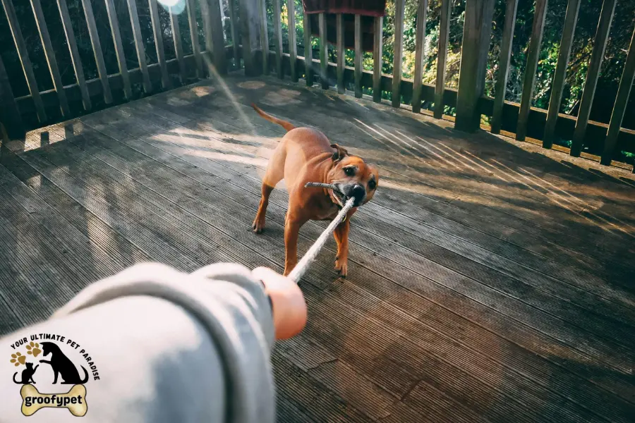 how to stop my dog from biting when excited