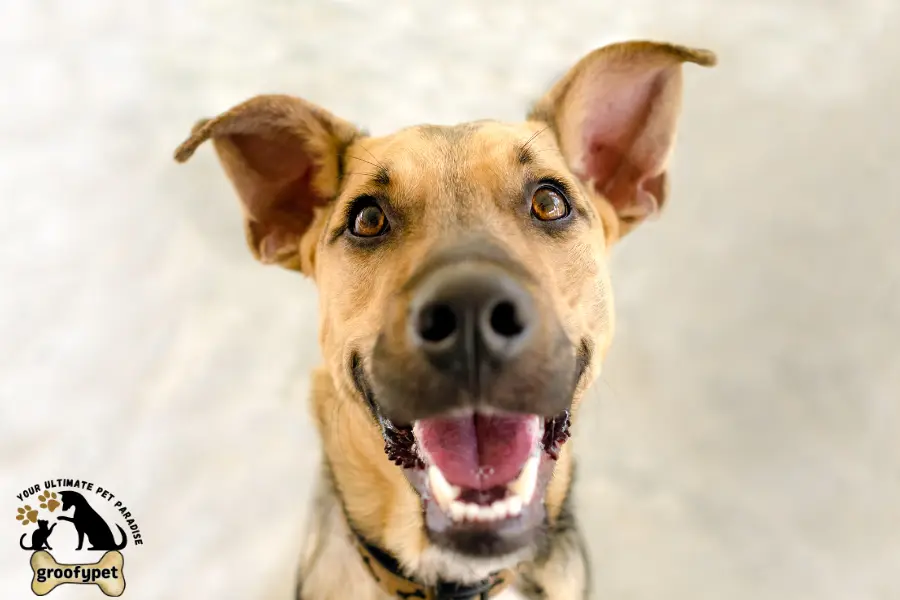how to stop my dog from biting when excited