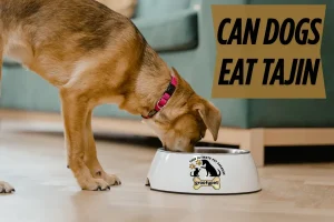 can dogs eat tajin