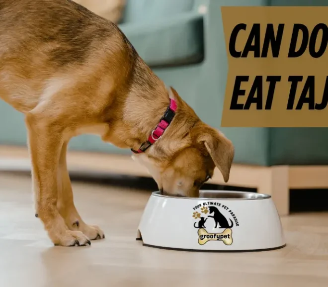 Can Dogs Eat Tajin? Stop Before You Sprinkle-Here’s Why!