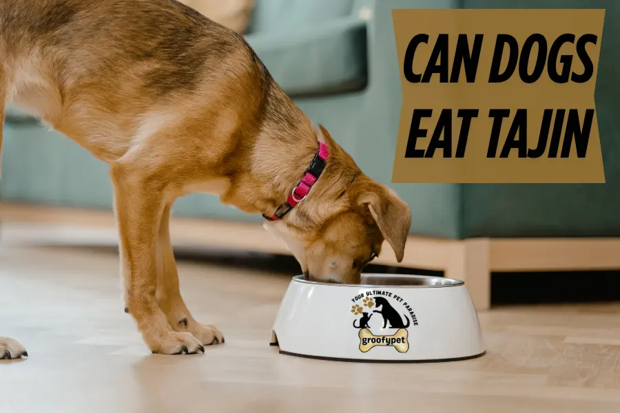 can dogs eat tajin