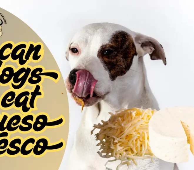 Can Dogs Eat Queso Fresco? Signs You Should Stop Immediately!
