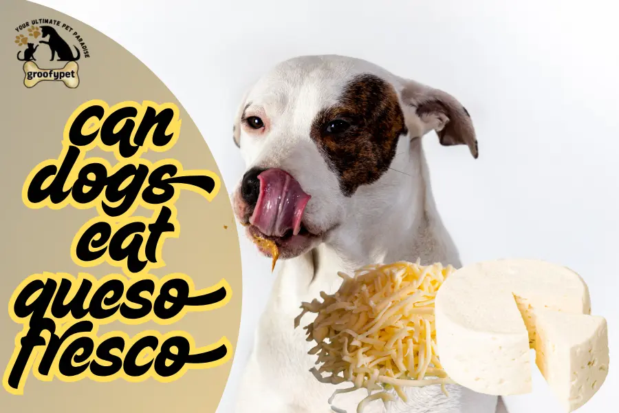 can dogs eat queso fresco