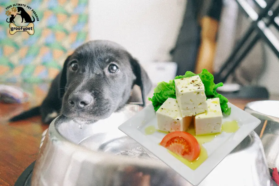 can dogs eat queso fresco