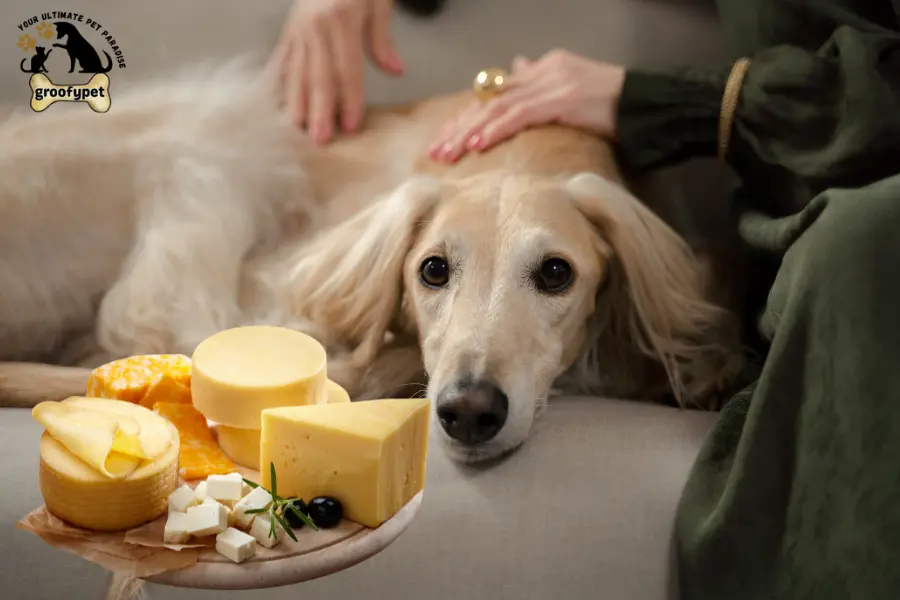 can dogs eat queso fresco