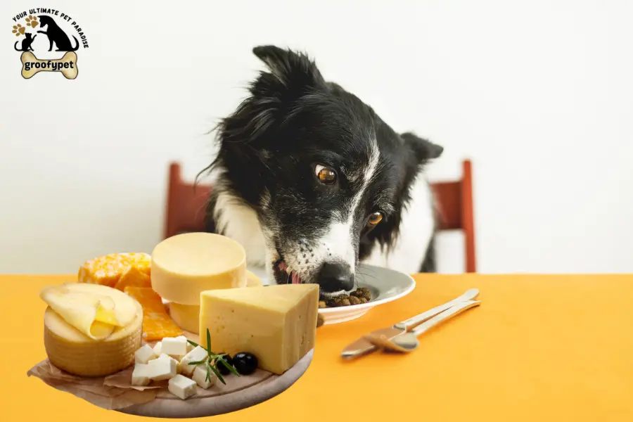 can dogs eat queso fresco