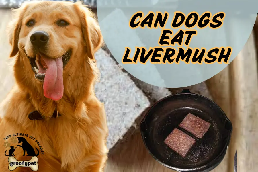 can dogs eat plantain chips