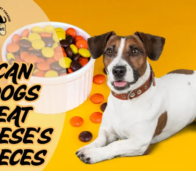 Can Dogs Eat Reese’s Pieces? Shocking Facts About This Candy!