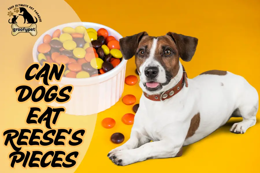 can dogs eat reese's pieces