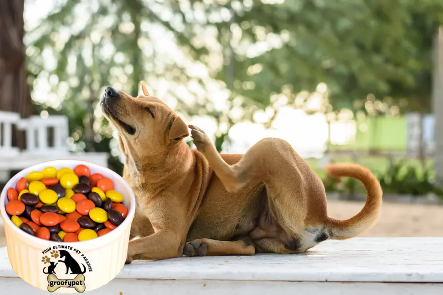 can dogs eat reese's pieces