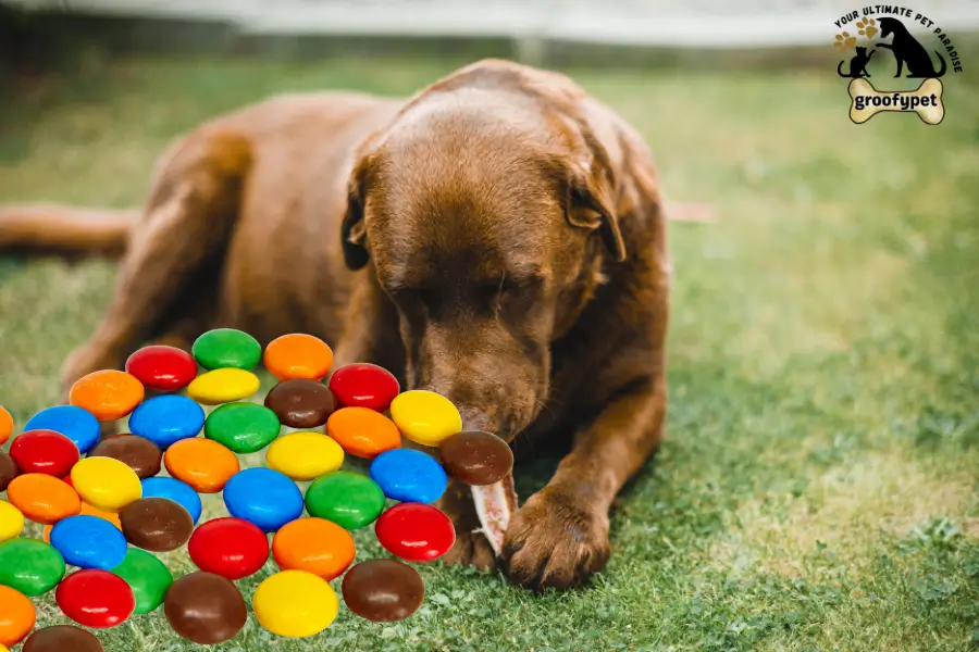 can dogs eat reese's pieces