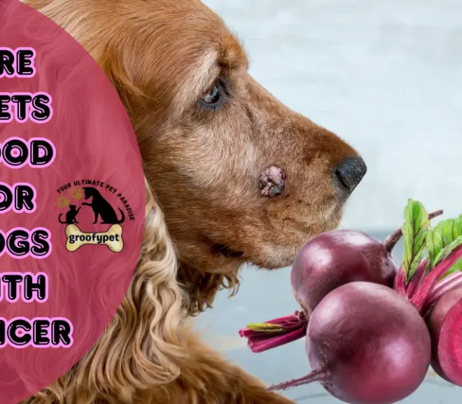 Are Beets Good for Dogs With Cancer? A Natural Way to Show You Care!