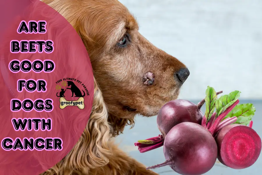 are beet good for dogs with cancer
