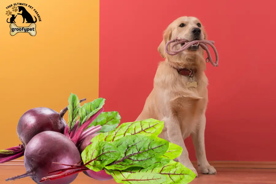 are beet good for dogs with cancer