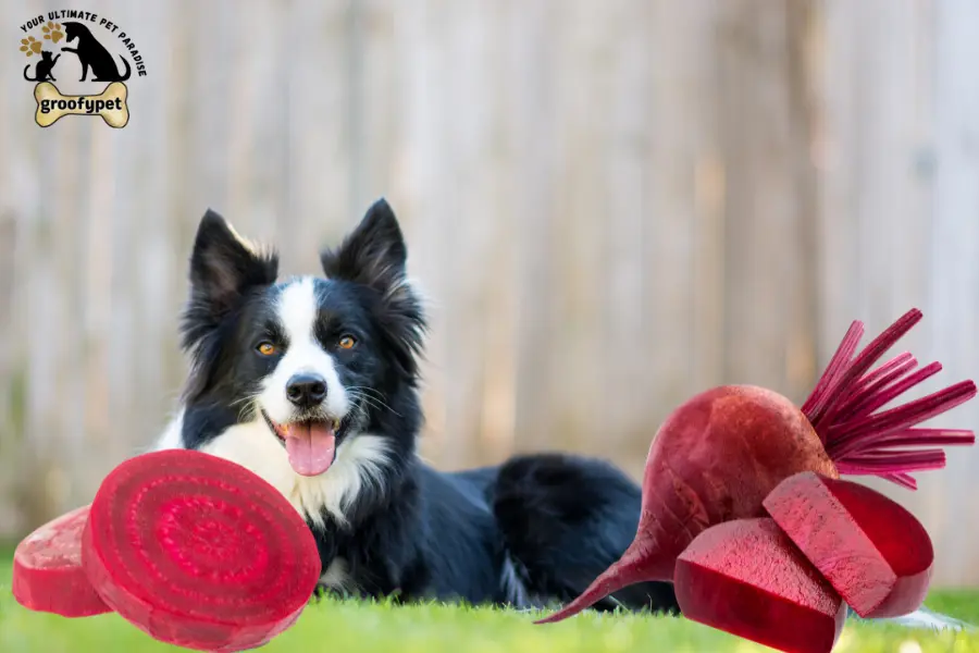 are beets good for dogs with cancer