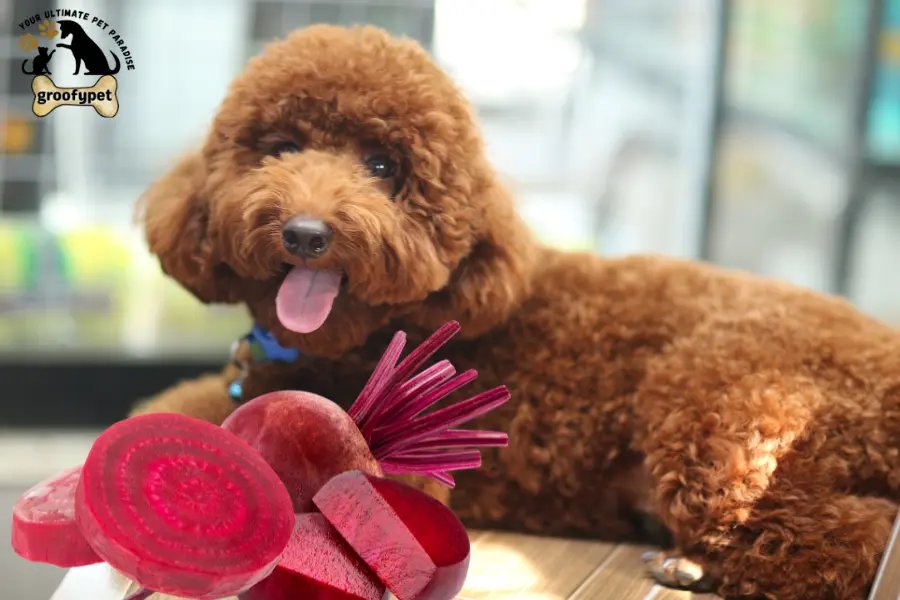 are beets good for dogs with cancer