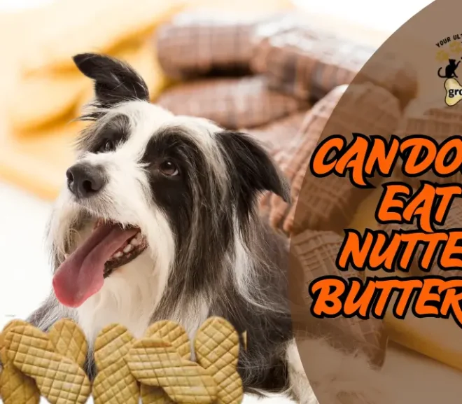 Can Dogs Eat Nutter Butters?