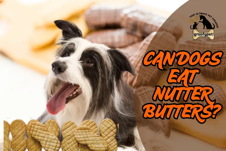 can dogs eat nutter butters