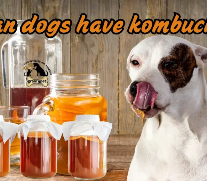 Can Dogs Have Kombucha? The Loving Guide to Keeping Your Pup Safe