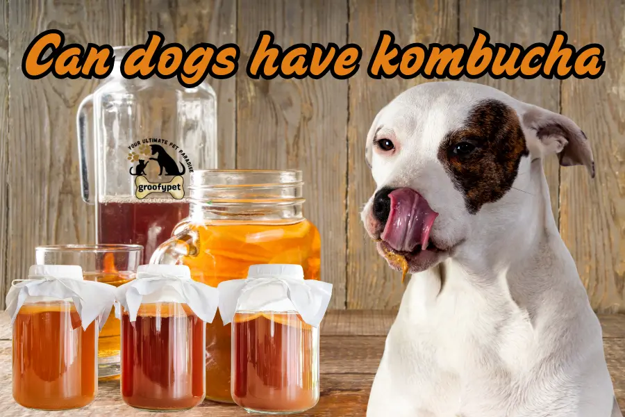 Can dogs have kombucha