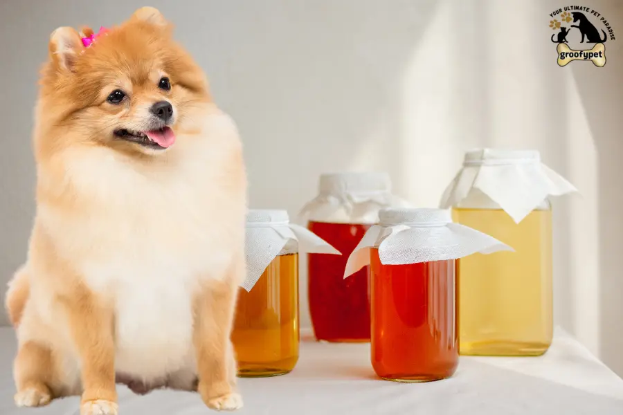 Can dogs have kombucha