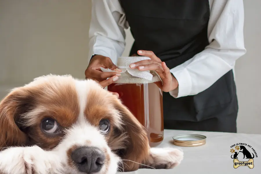 Can dogs have kombucha