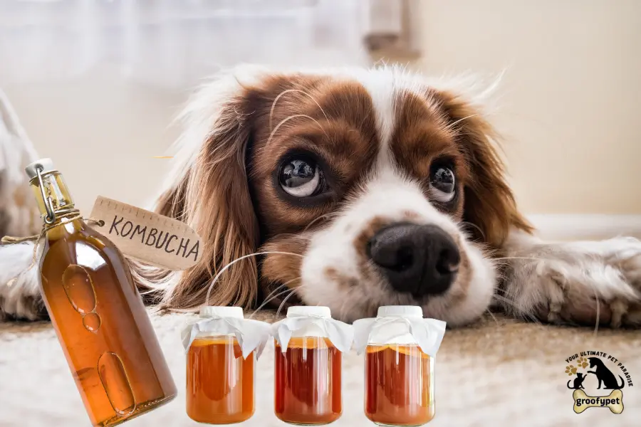 Can dogs have kombucha