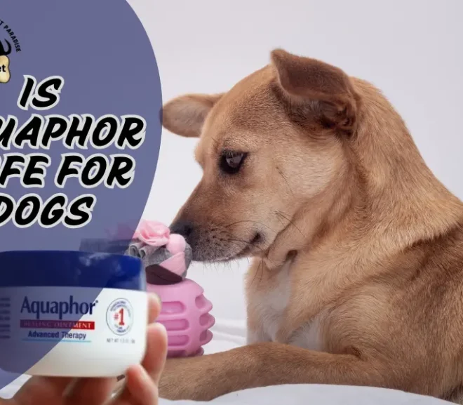 Is Aquaphor Safe for Dogs? Learn Risks and the Safe Alternatives!
