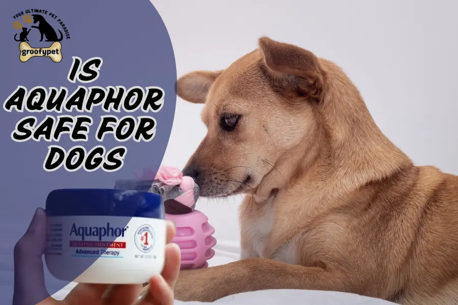 is aquaphor safe for dogs