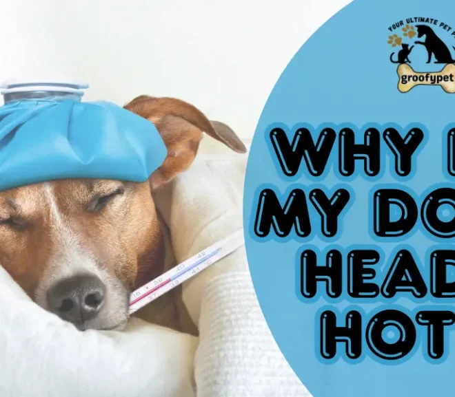 Why Is My Dog Head Hot? Know The Real Reasons!