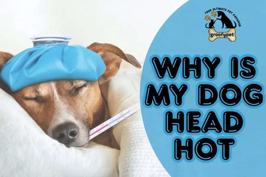 why is my dog head hot