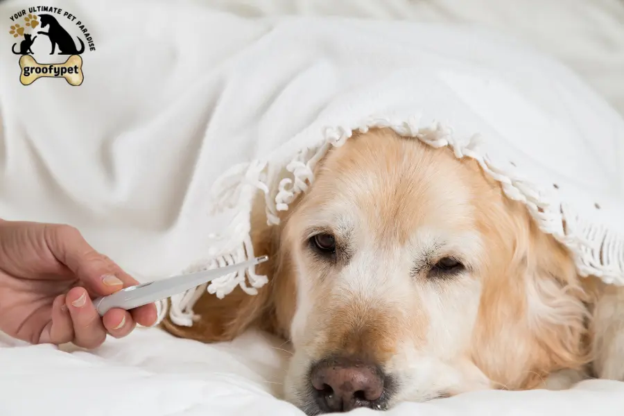 why is my dog head hot