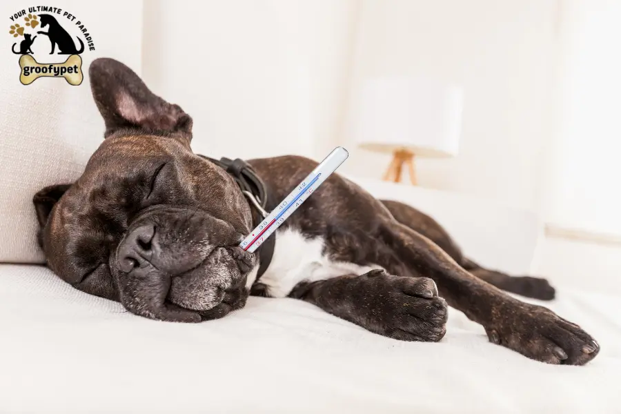 why is my dog head hot