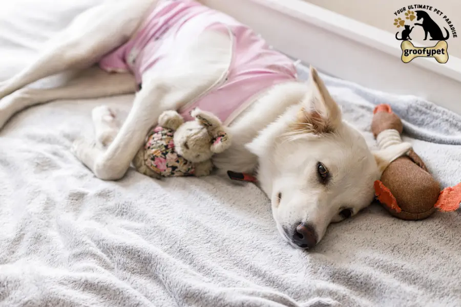 why is my dog head hot