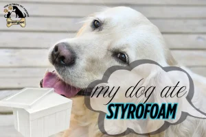 my dog ate styrofoam