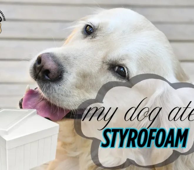My Dog Ate Styrofoam: Signs You Can’t Ignore!