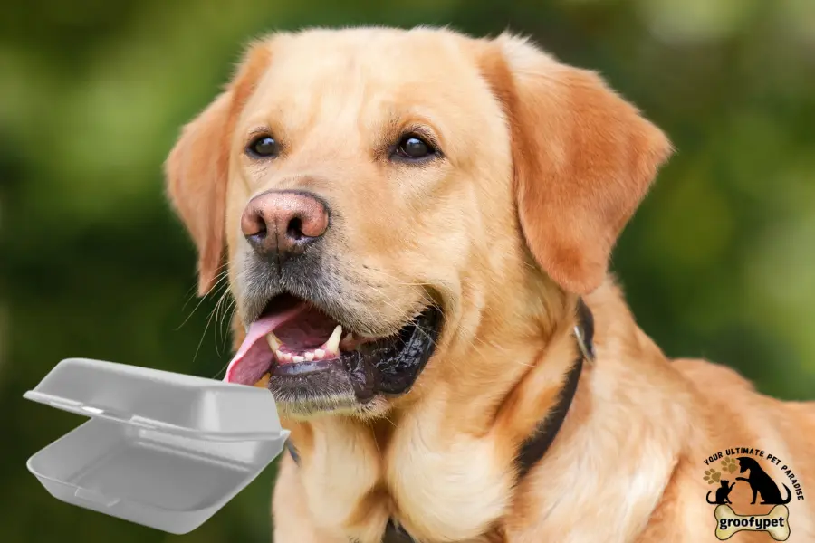 my dog ate styrofoam