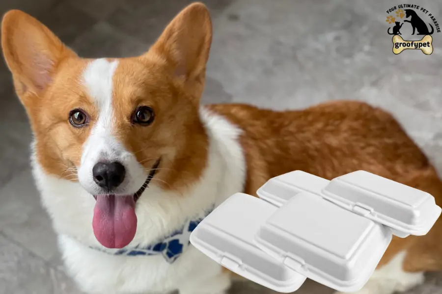 my dog ate styrofoam